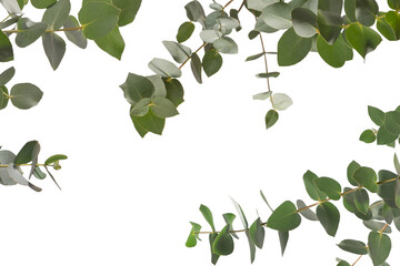 Wall Mural - Eucalyptus sprig isolated on a white background.