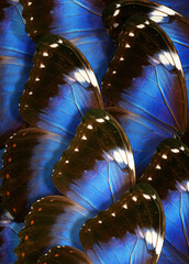 Aufkleber - bright blue wings of a tropical morpho butterfly. ornament of butterfly wings. close up  