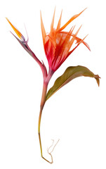 Poster - PNG  Real Pressed a Bird of paradise flowers plant petal red.