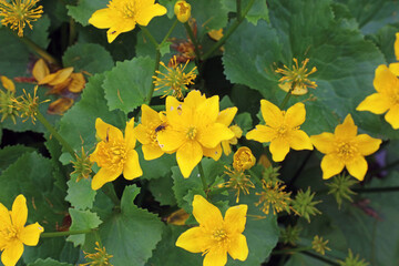 Wall Mural - Closeup of Yellow Marsh Marigold flowers, Derbyshire England
