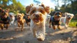© Georgy - Various breeds of dogs play together in a dog park, running and jumping with joy under a bright blue sky