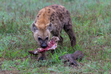 Wall Mural - Spotted Hyena cub at the den. The adult hyena did bring a prey to the den and a young cub was comming out in the early morning  in a Game Reserve in the Greater Kruger Region in South Africa