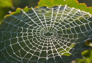 spider web with dew drops