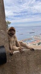 posing monkey