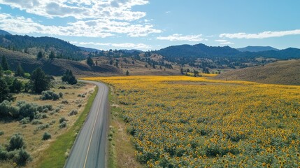 Wall Mural - Sunflowers Field Road Trip: Serene Landscape Photography