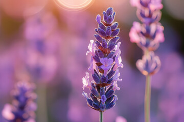 Wall Mural - A close-up of vibrant lavender flowers in soft sunlight, showcasing their beauty and detail.