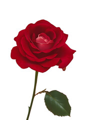 Poster - Red Rose on Pink Background