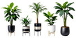 © Set Master - Collection of various Tropical plants in pots isolated on transparent background.