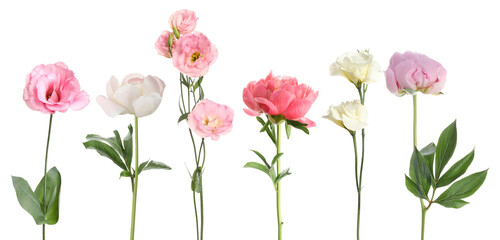 Wall Mural - Different beautiful flowers in row isolated on white, set