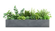 © Ирина Рычко - modern planter box with plants isolated on white background,