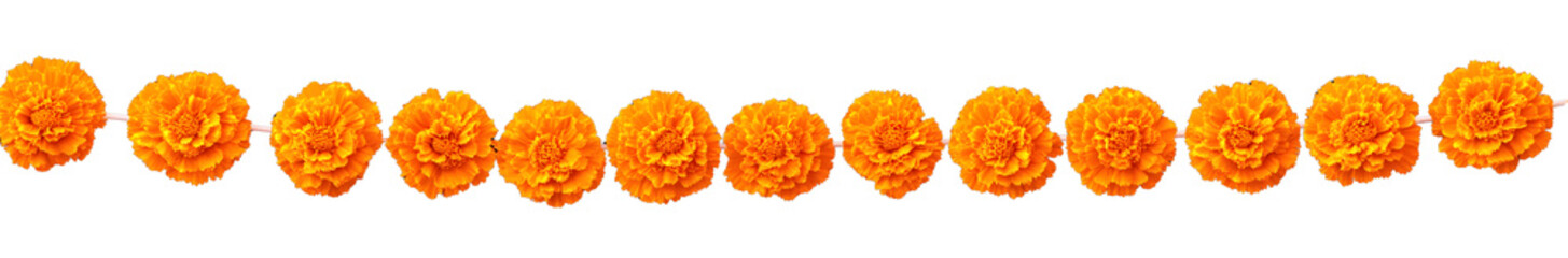 Wall Mural - Yellow orange marigold flowers border. Indian traditional floral festive garland toran. Zendu flowers isolated on background Party decor for Halloween, Dia de los Muertos holiday. Vector illustration