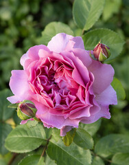 Wall Mural - gros plan de rose