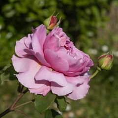 Wall Mural - gros plan de rose