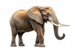 © Nognapas - Large African Elephant isolated on white background PNG