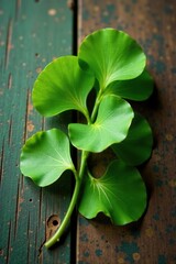 Wall Mural - green leaves of ginkgo biloba on a vintage wooden table with texture, earthy, simple