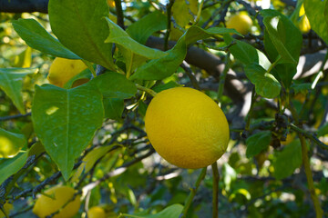 Wall Mural - lemons fruit on the lemon tree