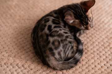 a domestic bengali kitten sits on a beige blanket. a favorite pet.