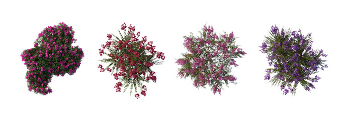 Wall Mural - tree top view plant landscape architecture nature garden aerial render. trees branch isolate collect