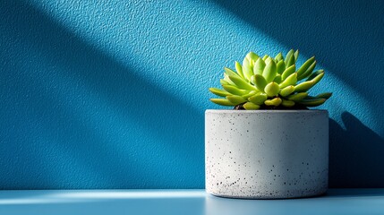 Wall Mural - Beautiful succulent in a modern pot against a vibrant blue wall in bright light