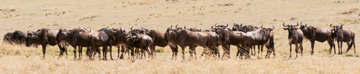 kenya. masai mara. wildebeest group