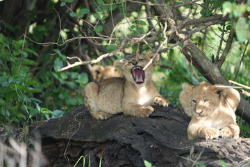 pair of baby lions (lion cubs) hiding under foliage and sitting on a rock, tranquil cute background, roar, baby lion roar