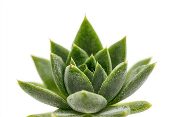 Wall Mural - A close-up shot of a green plant on a white surface, ideal for use in still life compositions or as a decorative element