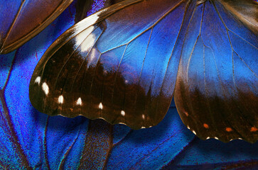 Aufkleber - Wings of a tropical butterfly Morpho and Ulysses. Close up