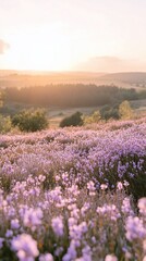 Poster - Sunrise over purple wildflowers, rolling hills. Peaceful nature scene