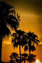 Wall Mural - a sunset over palm trees with the sun setting behind them