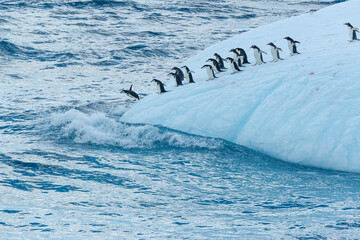 south georgia island. chinstrap and gentoo penguins dive from iceberg into atlantic