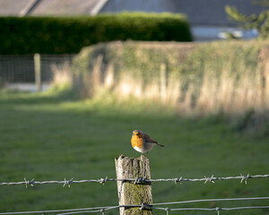 robin on a fence