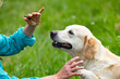 © Birgit Reitz-Hofmann - Hand gives dried fish to dog