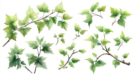 Wall Mural - watercolor of green leaves and branch isolated on a white background