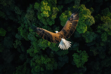 Wall Mural - An eagle soaring above a lush green forest, showcasing the beauty of nature.