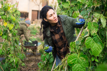 Wall Mural - Focused asian female gardener harvesting green organic peas at a farm plantation on sunny autumn day