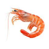 shrimp isolated on white
