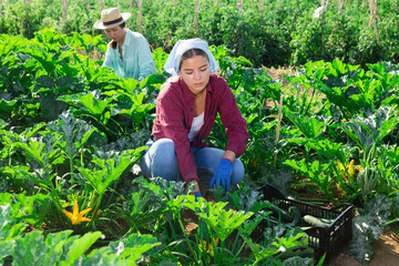 Wall Mural - European girl and Asian woman harvesting ripe marrows in garden.