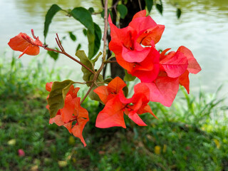 Sticker - Close-up Bougainvillea glabra, the lesser bougainvillea, paper flower, Bunga kertas, or bugenvil plant in the garden