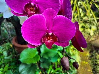 Sticker - Close-up of phalaenopsis amabilis, moon orchid flowers, or anggrek bulan with beautiful flowers