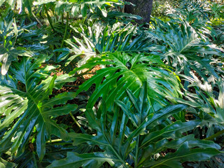 Sticker - Close-up of beautiful leaves of Thaumatophyllum bipinnatifidum, Tree philodendron, or Philo bergerigi in the garden