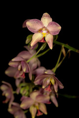 cuba is known for many species of beautiful orchids.