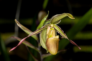 cuba is known for many species of beautiful orchids.