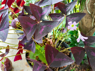 Sticker - Close-up of Oxalis triangularis, purple shamrocks, or Calincing kupu with unique leaf shape and color in the garden