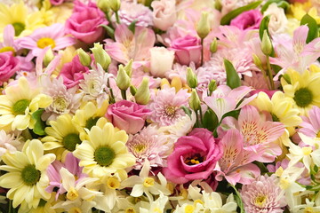 Wall Mural - Delicate blooming festive alstroemerias and chrysanthemums, blossoming pink and yellow summer flowers bright background, bouquet floral card, selective focus, shallow focus