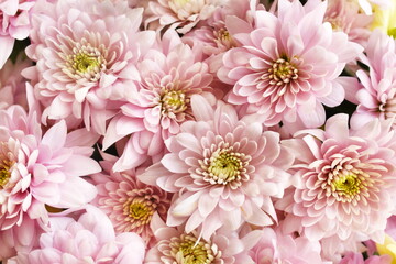 Wall Mural - Delicate blooming festive chrysanthemums, blossoming light pink summer flowers background, bouquet floral card