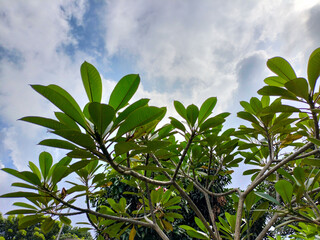 Sticker - Close-up view of leaves of Plumeria rubra, Red Plumeria, Red Frangipani, or Kemboja merah  in the garden