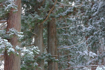 snow covered trees in the forest