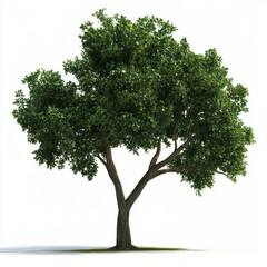 tree isolated on white background