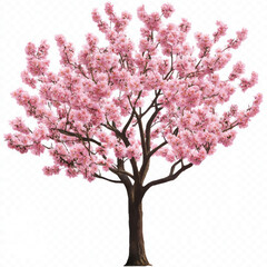 pink cherry blossom
