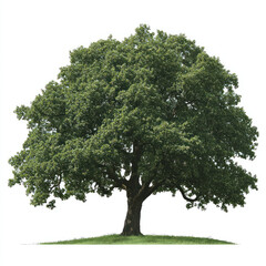 tree isolated on white